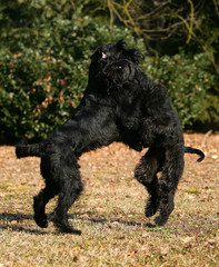  Dog Giant Schnauzer