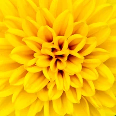 Fotobehang Macrofotografie A macro shot of yellow flower petals