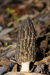 Spitzmorchel, Morchella conica