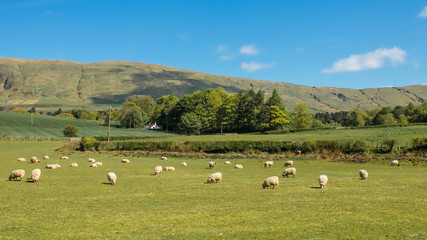 Fototapeta na wymiar Flock of sheep in green pasture with rural cottage and line of hills in the distance