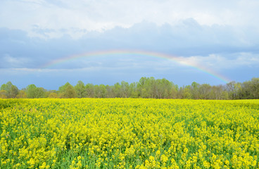 Colorful rainbow over yellow canola field in Spring