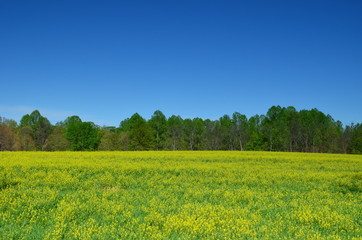 Yellow canola field blooming in Spring with a clear blue sky