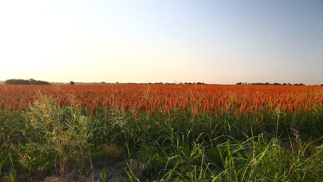 Field of Milo