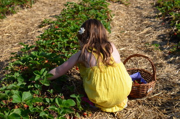 Young girl picking strawberries in a yellow dress