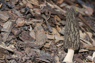 Spitzmorchel, Morchella conica