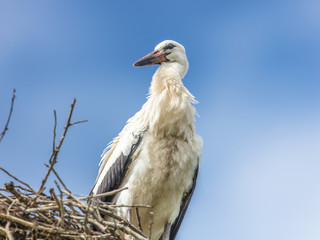 storch
