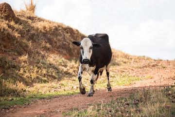 Cow walking