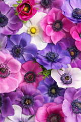 Anemoon volledig frame. Kleurrijke roze en paarse bloemen achtergrond. Bovenaanzicht. plat leggen