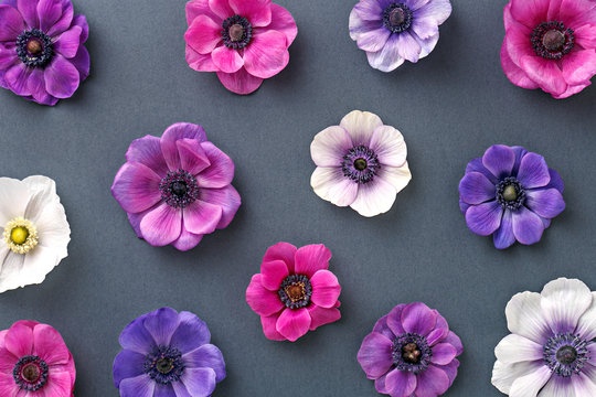 Fototapeta Anemone floral pattern. Colorful pink and purple flowers on a gray background. Top view. Flat lay