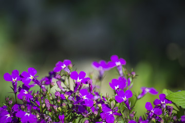 Fototapeta premium flower plant on blurred background