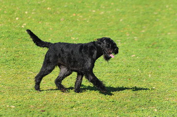  Dog Giant Schnauzer