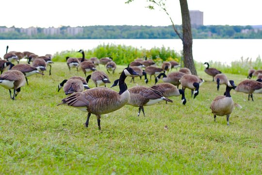 Beautiful Canada Geese on the green grass