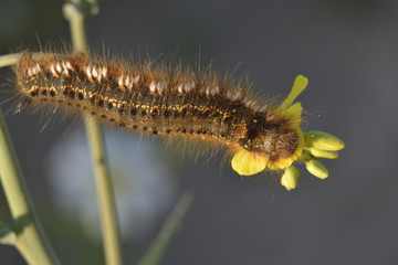 caterpillar