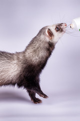 Portrait of sable ferret eating the vitamine paste