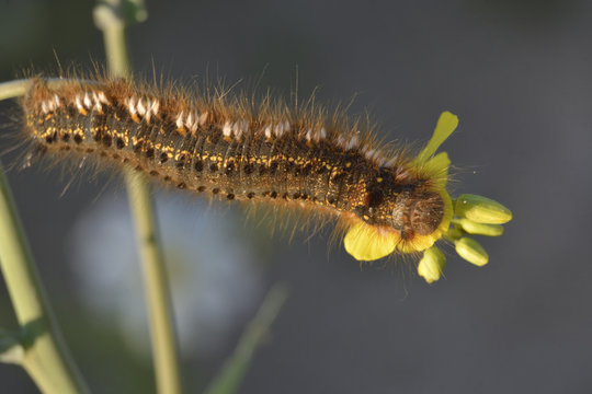 caterpillar