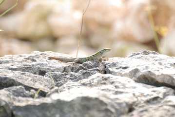 Rettili di Sardegna
