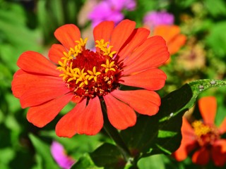 Orange Zinnia