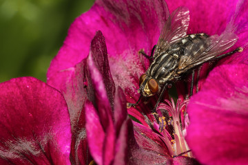 Housefly on flower