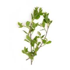 Leaves of lilac on white background