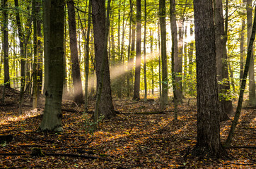sunlight shining trough trees in the morning at Bittermark Forest in Dortmund