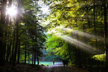 sunlight trees and morning jogging at Bittermark Forest in Dortmund