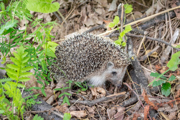 Small Hedgehog in nature