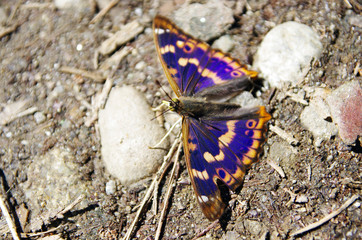 Motyl © Patdrig Torc