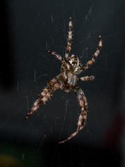 Cross Spider hanging in a net