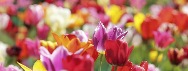 tulpen farben bunt banner