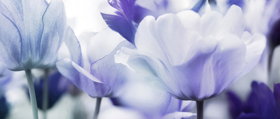 Obrazy na Szkle  koncepcja przyciemnianych tulipanów