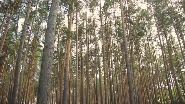 A harmonious pine forest