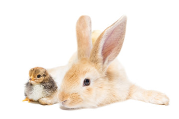 Rabbit and chicken