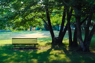 Bench in the shade of a tree on a sunny morning of June