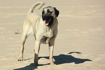 kangal dog on the sand