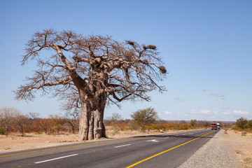 Fototapeta na wymiar Baobab Road