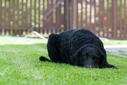 Curly Retriever Lying On Grass