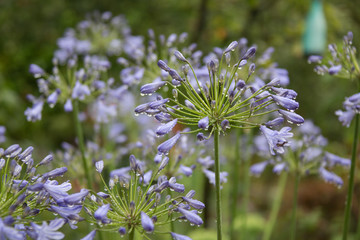 Agapanthus in the summer rain