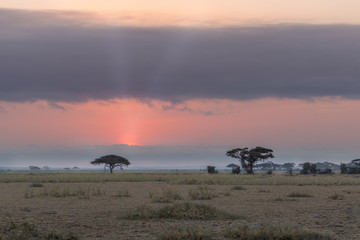 Acacia Trees at Sunrise