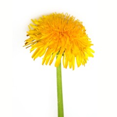 Fototapeta premium Yellow dandelion flower on a white background