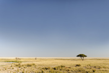 Fototapeta na wymiar African landscape / African landscape in Etosha National Park, Namibia.