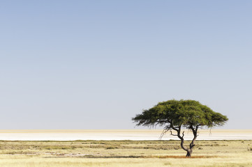 African landscape / African landscape in Etosha National Park, Namibia.