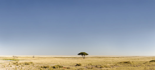 Obraz na płótnie Canvas African landscape / African landscape in Etosha National Park, Namibia.