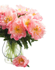 Blooming Fresh pink peony flowers in vase close up isolated on white background