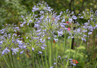 Agapanthus in the summer rain