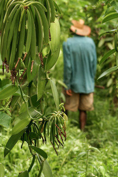 Malagasy farmer