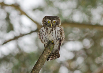 Eurasian pygmy owl (Glaucidium passerinum) on the branch