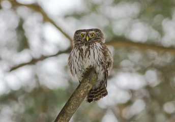 Eurasian pygmy owl (Glaucidium passerinum) on the branch