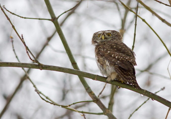 Eurasian pygmy owl (Glaucidium passerinum) on the branch