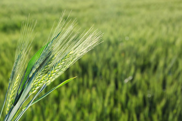Bunch of spikelets in wheat field