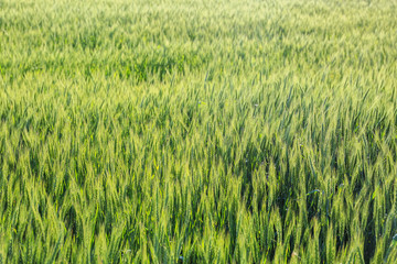 View of beautiful wheat field